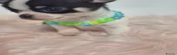 Chihuahua perros en venta: Chihuahua ❤️  - Anuncio 4