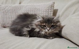 Británico de Pelo Largo gatos en venta: Gatcot.com - Imagen 3