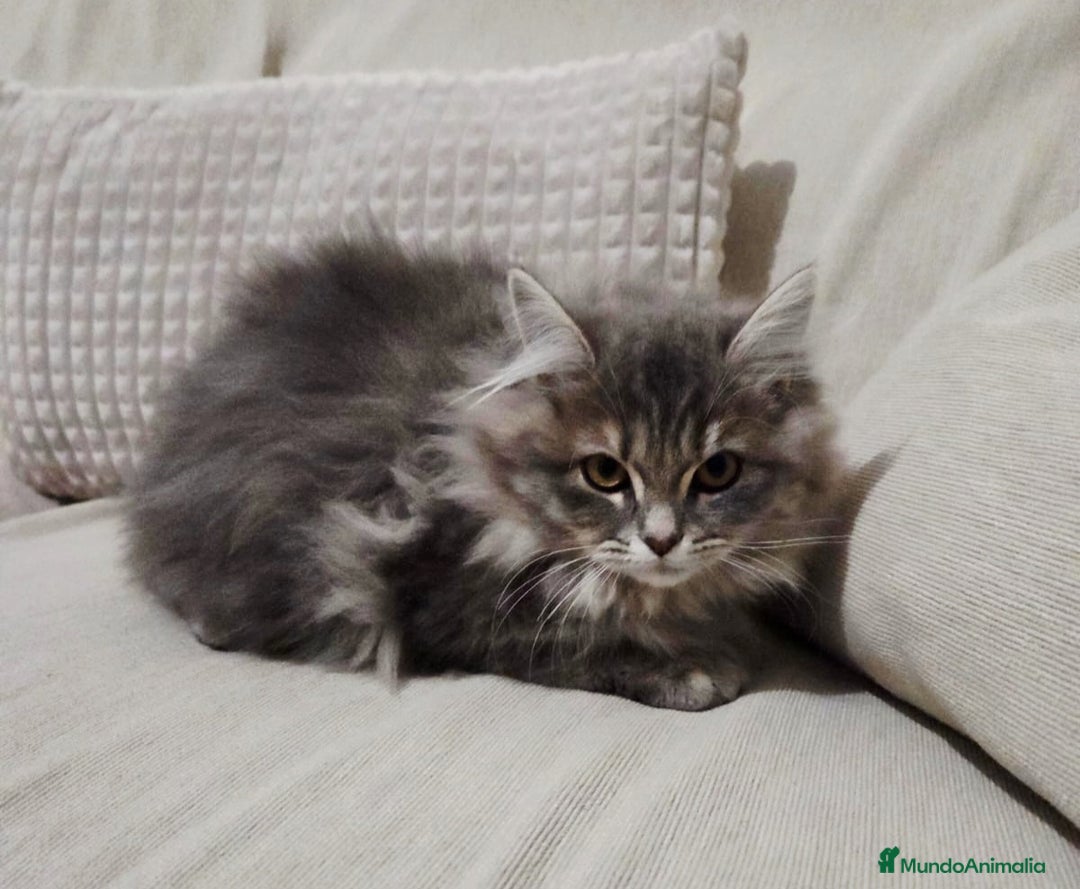 Británico de Pelo Largo gatos en venta: Gatcot.com - Imagen 3