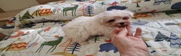 Bichón Maltés perros en venta: Bichon maltes toy en Murcia - Anuncio 2
