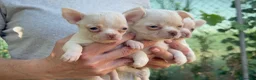 Chihuahua perros en venta: CHIHUAHUAS - Anuncio 1