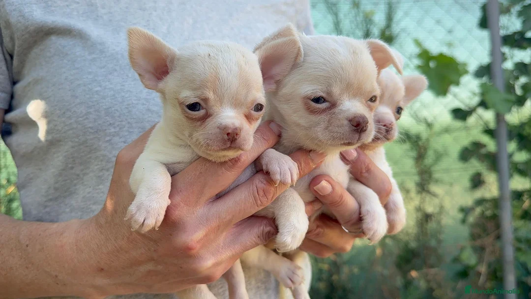 Chihuahua perros en venta: CHIHUAHUAS - Anuncio 1