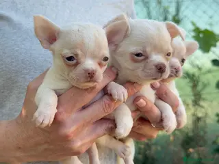Chihuahua perros CHIHUAHUAS - Anuncio 3