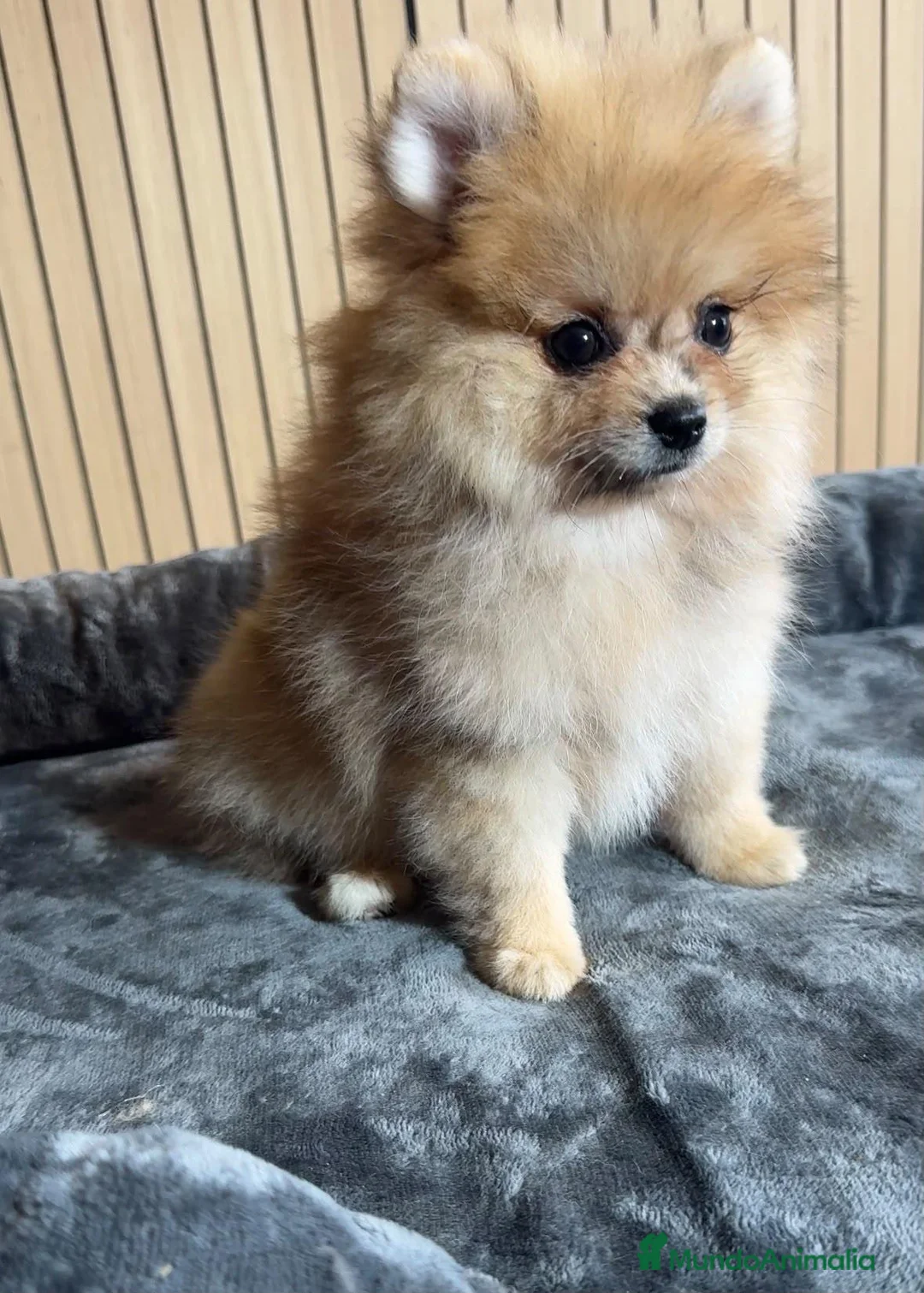 Pomerania perros en venta: Pomerania - Anuncio 2