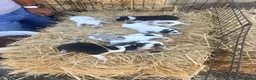 Border Collie perros en venta: Border Collie - Anuncio 7
