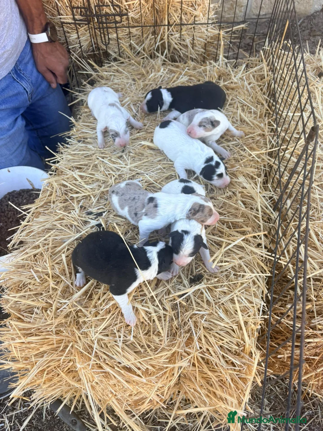 Border Collie perros en venta: Border Collie - Anuncio 7