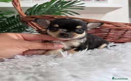 Chihuahua perros en venta: CHIHUAHUA MERLE HEMBRA - Imagen 5