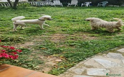 Caniche Gigante perros en venta: Caniche gigante con pedigree - Imagen 4