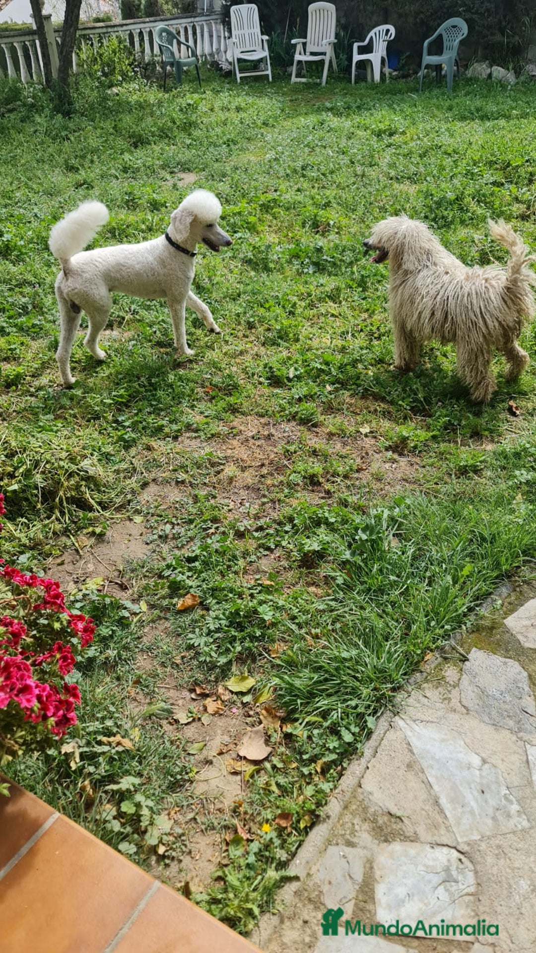 Caniche Gigante perros en venta: Caniche gigante con pedigree - Imagen 4
