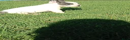 Bulldog Francés perros en venta: Bulldog francés ((PRECIO REAL)) - Anuncio 2