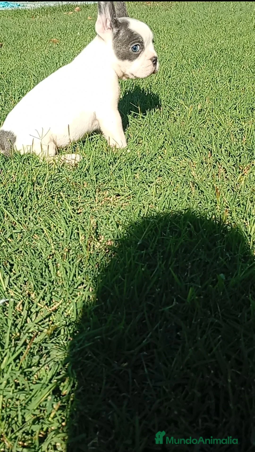 Bulldog Francés perros en venta: Bulldog francés ((PRECIO REAL)) - Anuncio 2