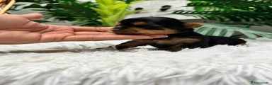 Yorkshire Terrier 2