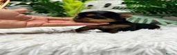 Yorkshire Terrier perros en venta: YORKSHIRE TERRIER  - Anuncio 20