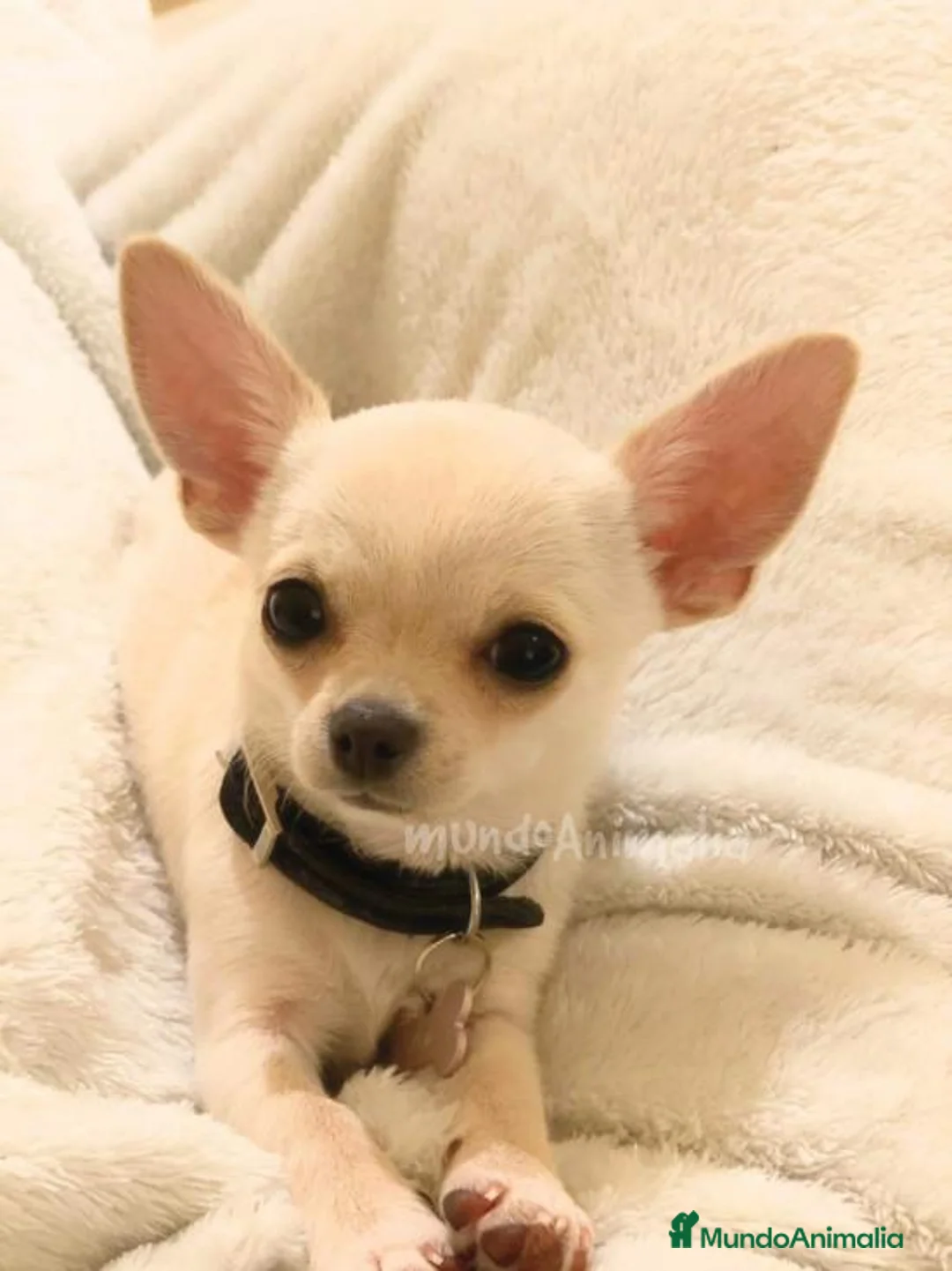 Imagen de galería {{count}}