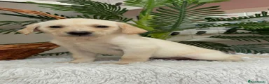 Labrador Retriever 2