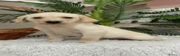 Labrador Retriever perros en venta: LABRADOR RETRIEVER  - Anuncio 23