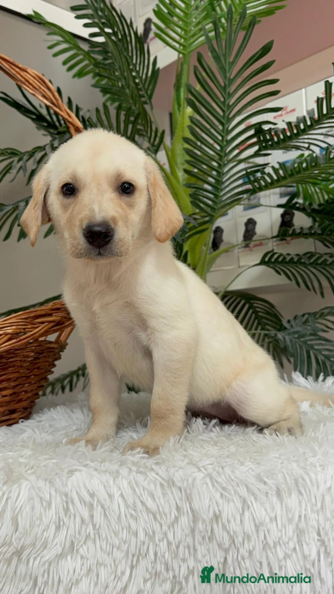 Labrador Retriever perros en venta: LABRADOR RETRIEVER  - Anuncio 23