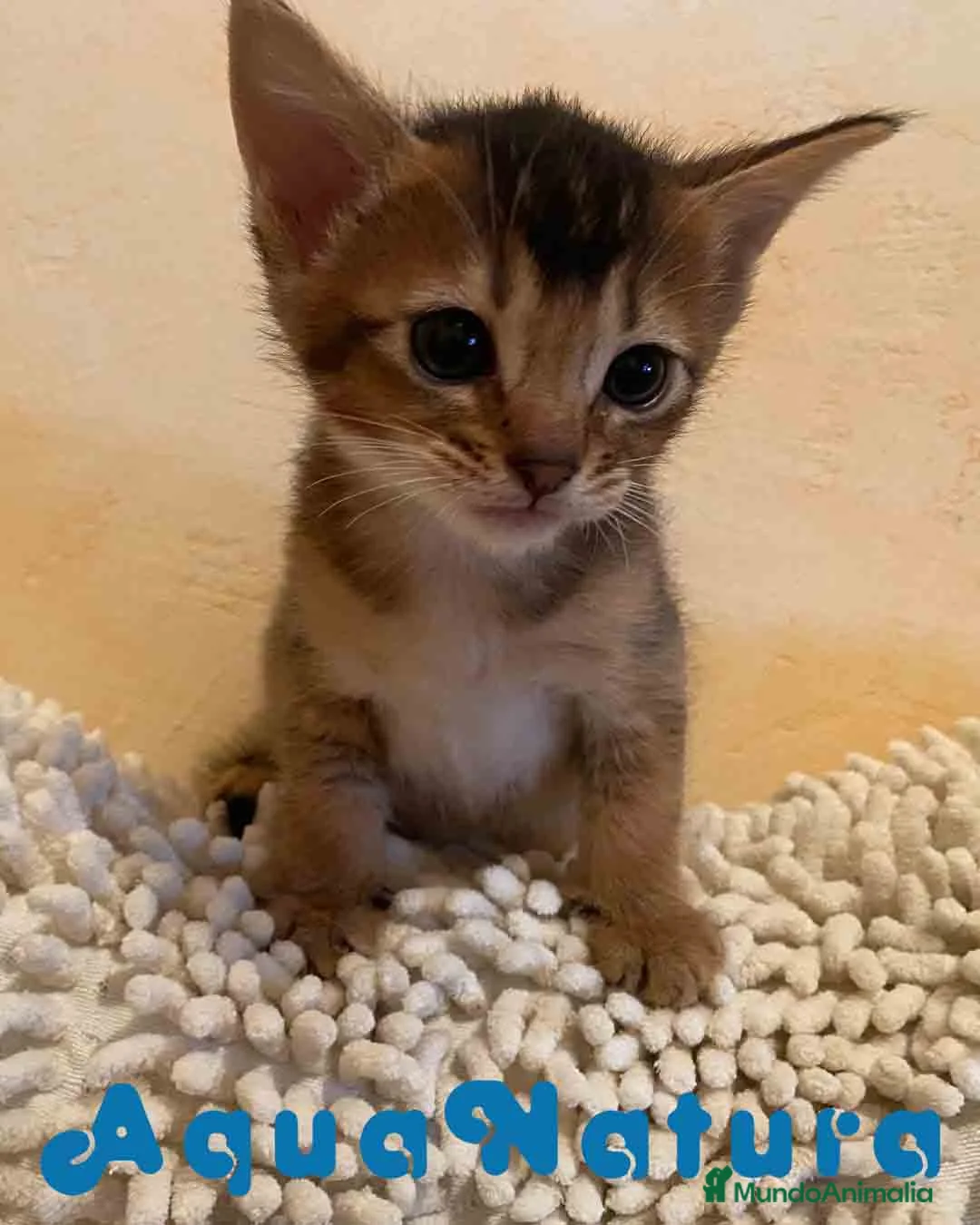 Abisinio gatos en venta: Abisinio Hembra de Santa 1837 - AQUANATURA en Barcelona - Anuncio 9