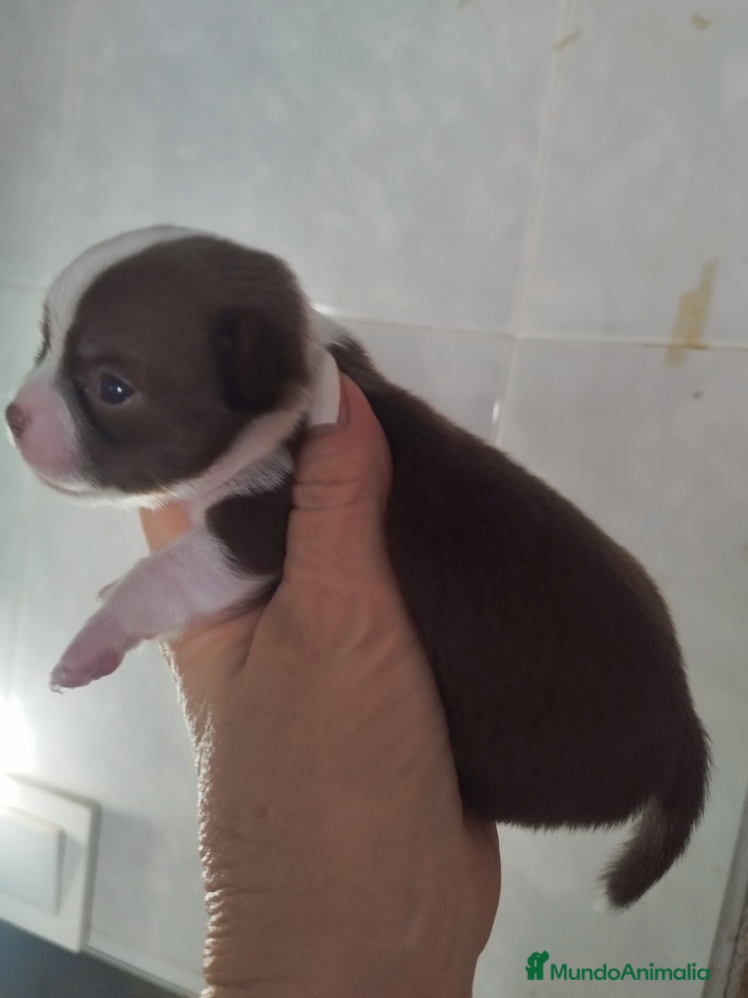 Chihuahua perros en venta: CHIHUAHUA TOY MACHO CALIDAD - Imagen 2