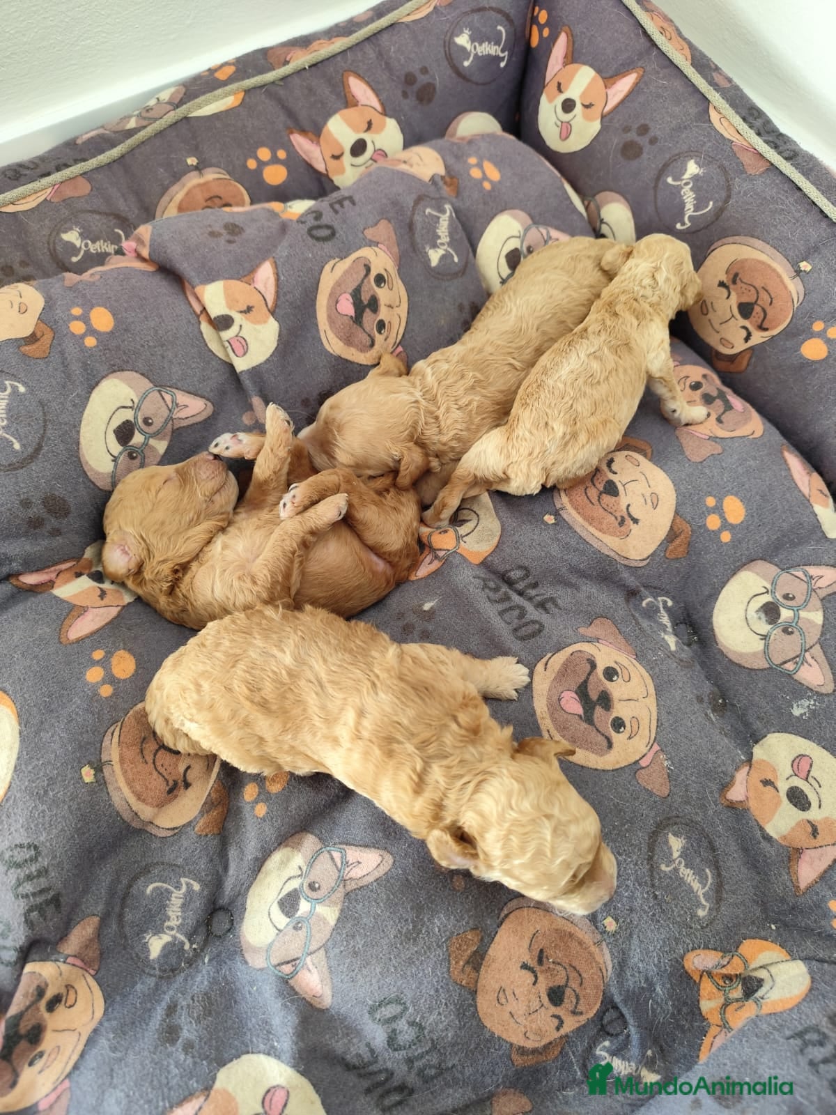 Caniche Toy perros Caniches en Barcelona - Anuncio 10