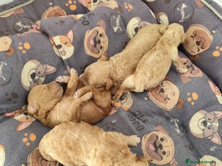 Caniche Toy perros en Barcelona - Anuncio 34