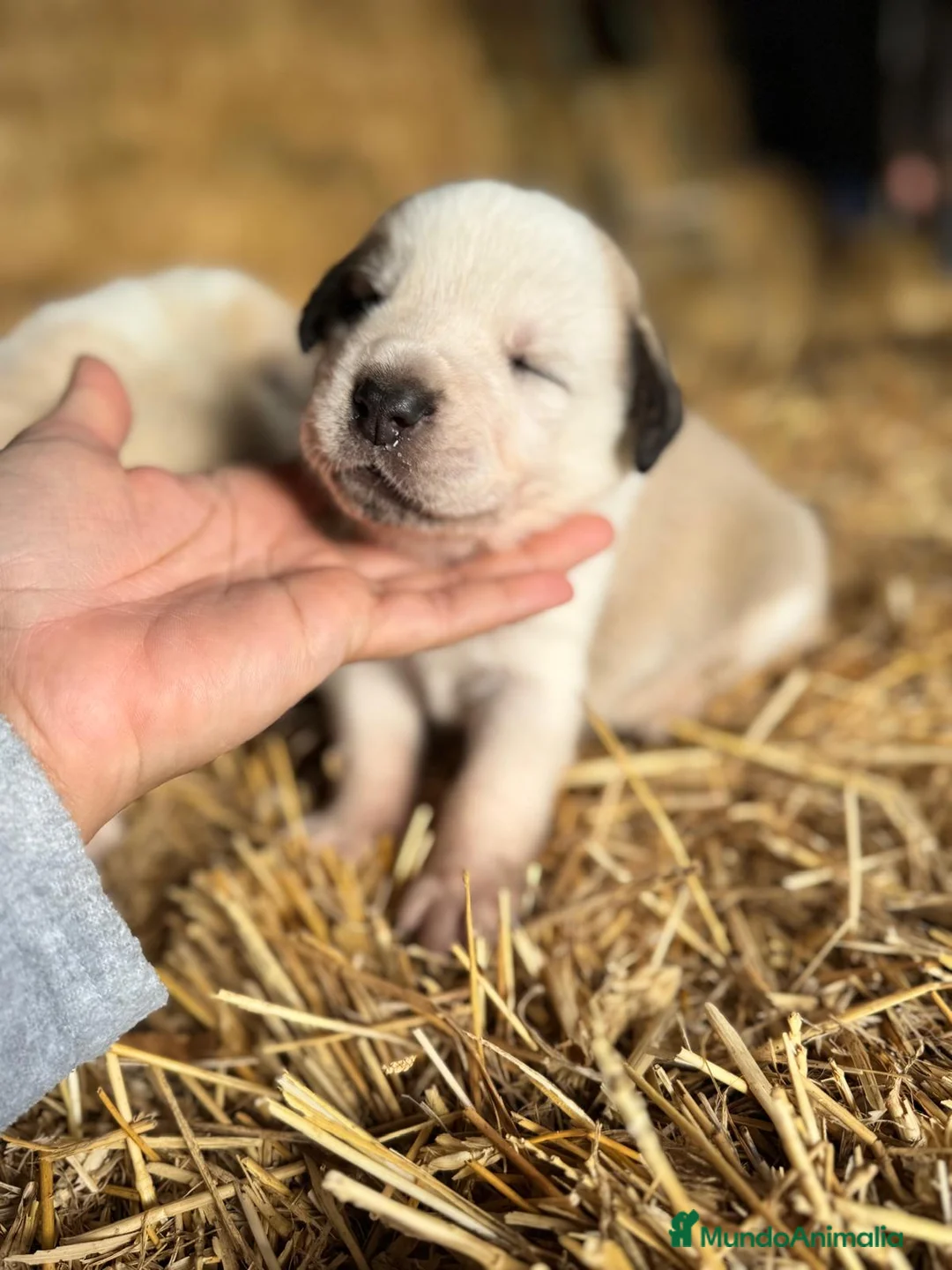 Mastín Español perros en venta: MASTIN ESPAÑOL - Anuncio 14