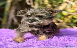 Schnauzer Miniatura perros en venta: SCHNAUZER MINIATURA DISPONIBLE - Anuncio 1
