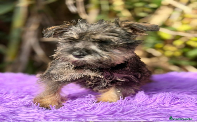 Schnauzer Miniatura perros SCHNAUZER MINIATURA DISPONIBLE - Anuncio 2