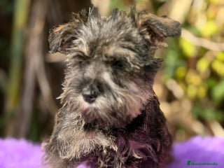 Schnauzer Miniatura perros SCHNAUZER MINIATURA DISPONIBLE - Anuncio 2