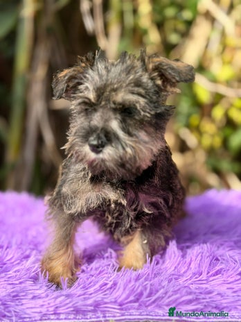 Schnauzer Miniatura perros SCHNAUZER MINIATURA DISPONIBLE - Anuncio 1