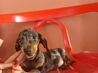 Teckel Miniatura perros - Anuncio 16