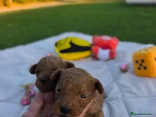 Caniche Toy perros Caniche toy rojo - Anuncio 1