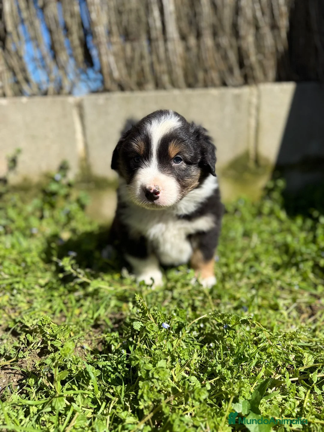 Pastor Australiano perros en venta: Cachorros pastor australiano  - Anuncio 2