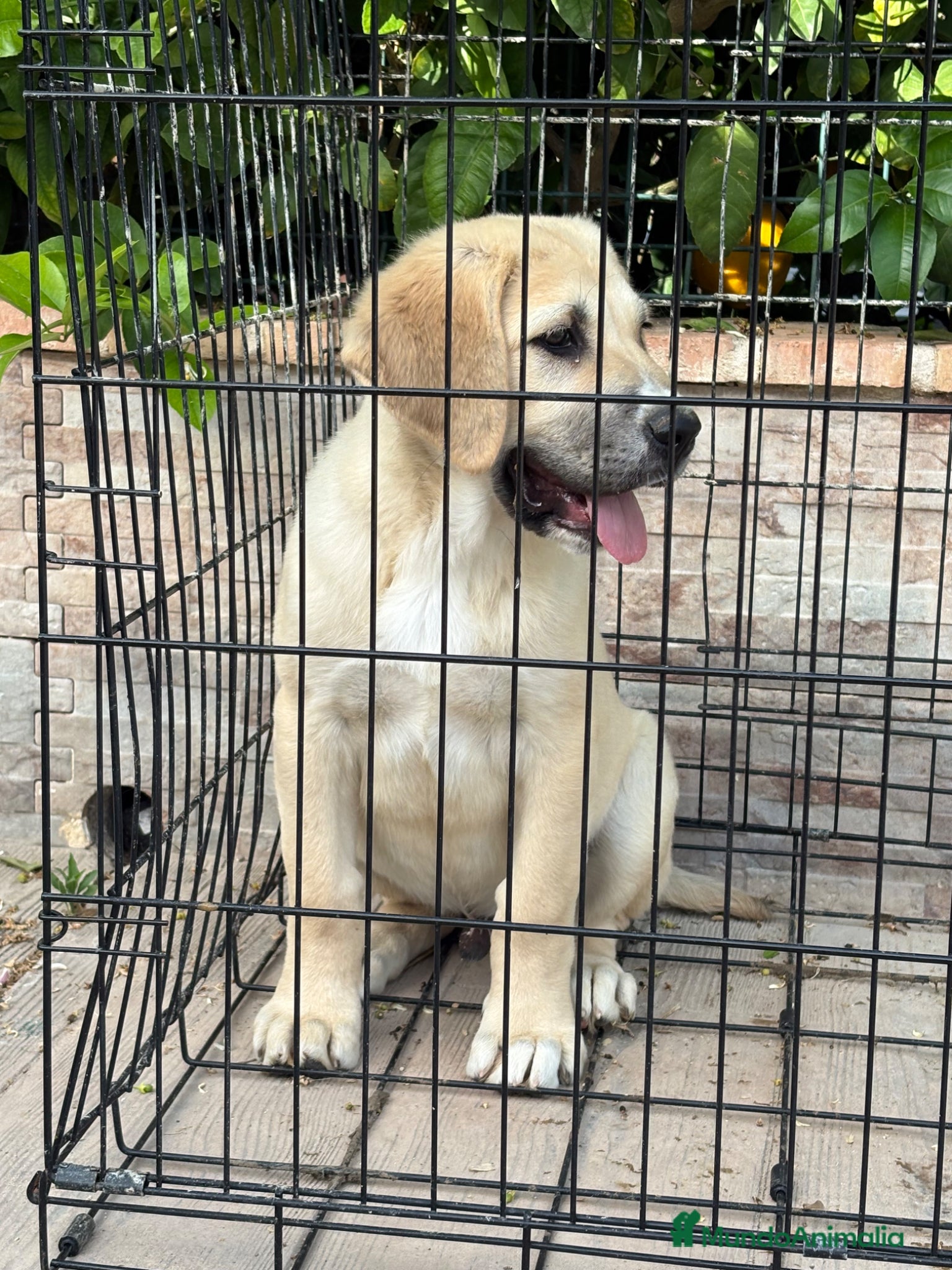 Pastor de Asia Central perros Cachorro de Alabai  - Anuncio 3