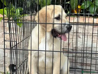 Pastor de Asia Central perros Cachorro de Alabai - Anuncio 3