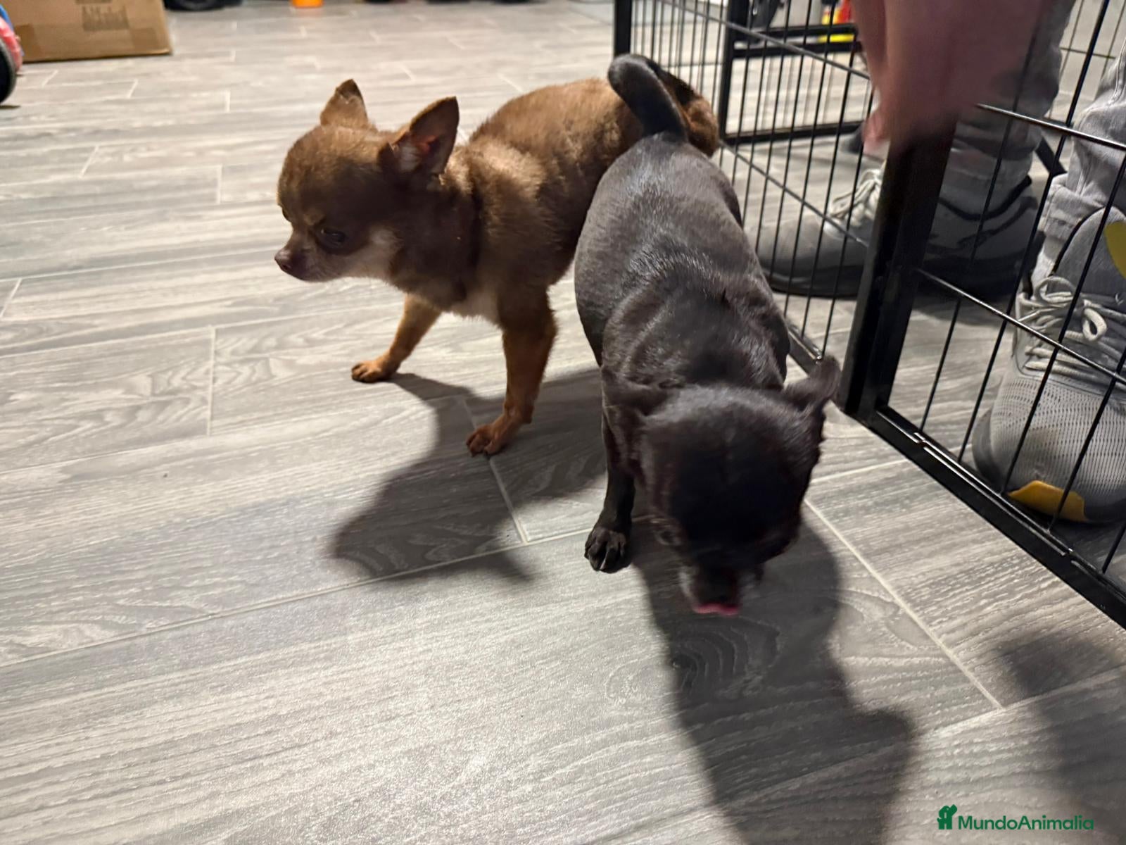 Chihuahua perros en venta: Chihuahuas exóticos toys cabeza de manzana - Anuncio 2