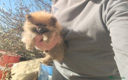 Pomerania perros en venta: Lulú Pomerania miniatura  - Imagen 2