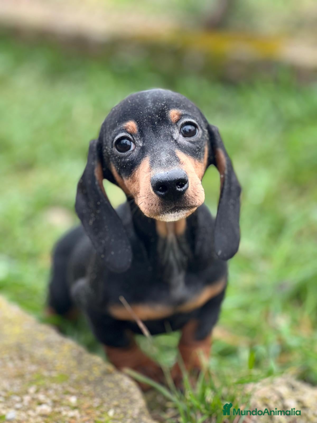 Teckel Miniatura perros TECKEL HEMBRA NEGRO Y FUEGO DISPONIBLE en Barcelona - Anuncio 2