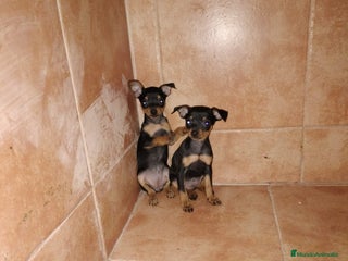 Pinscher Miniatura perros en Badajoz - Anuncio 11