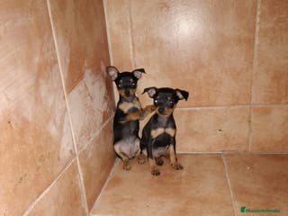 Pinscher Miniatura perros Pincher miniatura en Badajoz - Anuncio 5