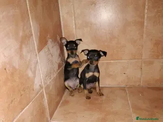 Pinscher Miniatura perros Pincher miniatura en Badajoz - Anuncio 20