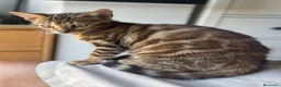 Bengalí gatos en venta: Gata Bengalí – Alta Genética y Crianza Premium - Anuncio 4
