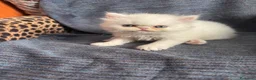 Persa gatos en venta: Gatos persas  - Anuncio 4