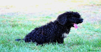 Perro de Agua Español perros - Propaganda 15