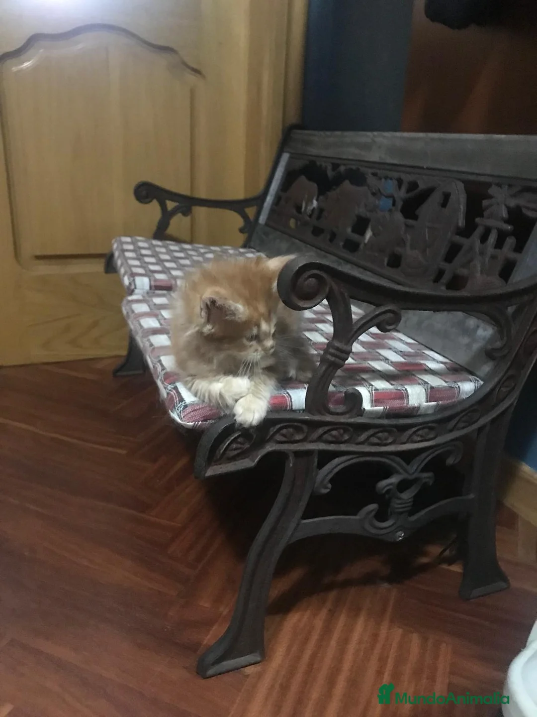 Maine Coon gatos en venta: Adorables macho y hembra Mainecoon en Madrid - Anuncio 8