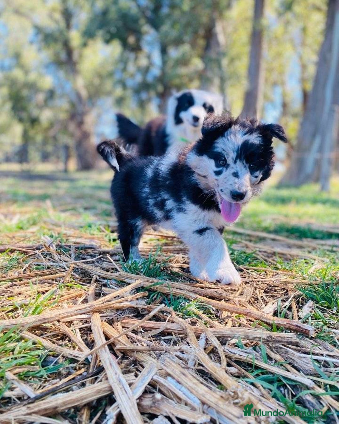 Border Collie perros en venta: Border collie cachorritos - Anuncio 2