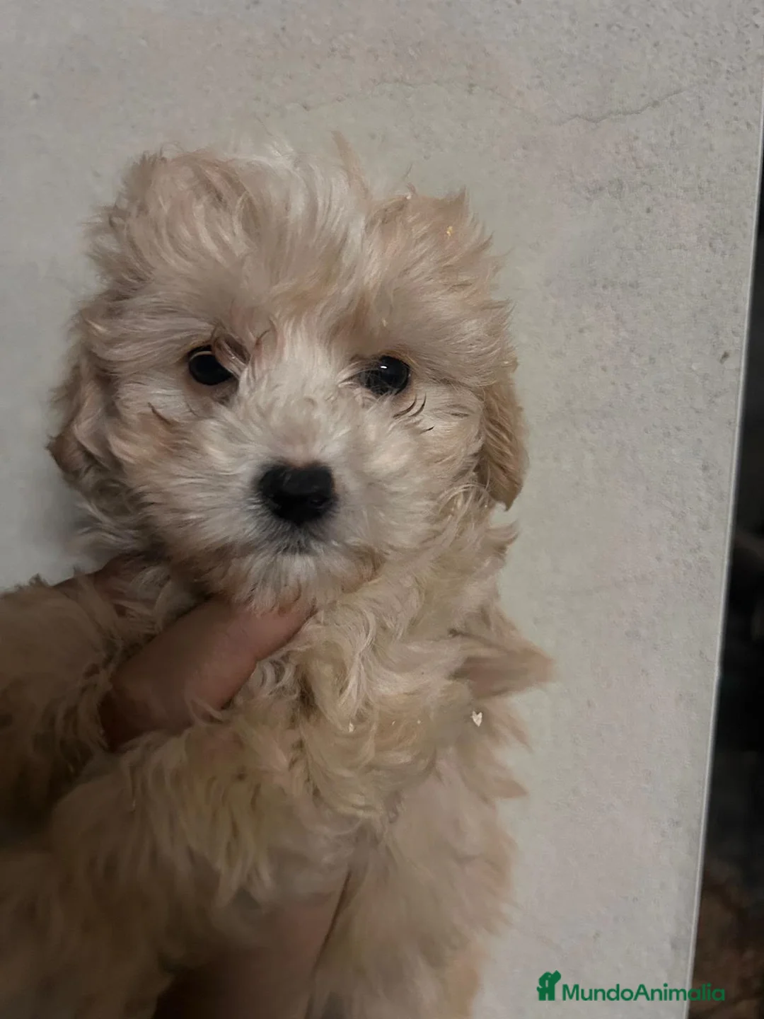 Maltipoo perros en venta: Maltipoos 628789235 - Anuncio 2