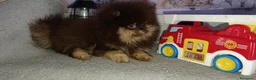 Pomerania perros en venta: Pomerania macho  - Anuncio 5