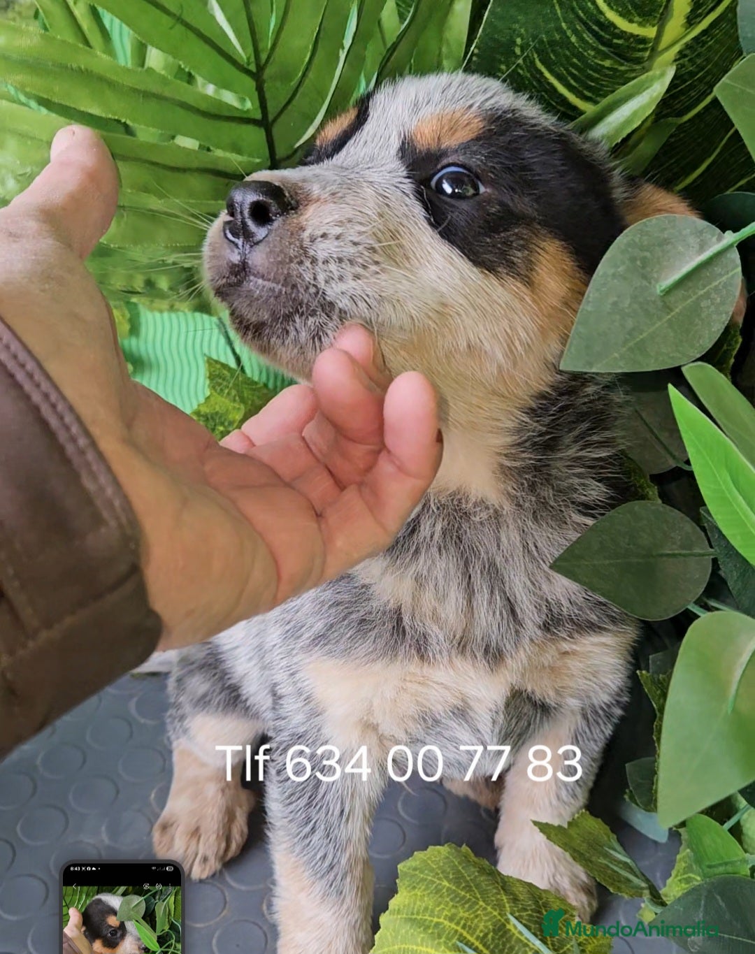 Pastor Australiano perros Excelentes cachorros boyero australiano  - Anuncio 1