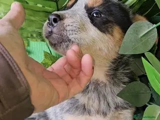Pastor Australiano perros Excelentes cachorros boyero australiano - Anuncio 4
